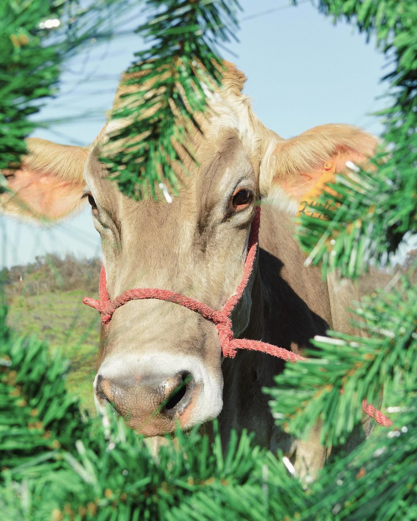 6 days ‘til Christmas—let the cowntdown begin! 🐄🎄 Swissy from Beretta Dairy is here to spread some holiday cheer. #MooeyChristmas

#cloversonoma #qualitydairy #familyfarm #farm #christmas